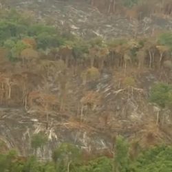 British and European supermarkets threaten to boycott Brazil for deforestation |  Agribusiness