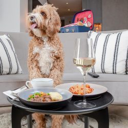 Hilton Introduces Pets Dogs Menu, which helped owners during Govit-19