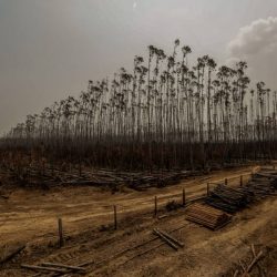 The United Kingdom, Italy and Brazil share the same urge to preserve the environment – the economy