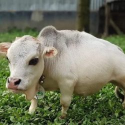 The “world’s smallest cow” threatens the public health of any country;  understand