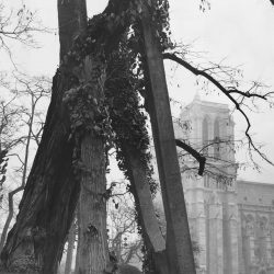 What can we learn from the oldest tree in Paris
