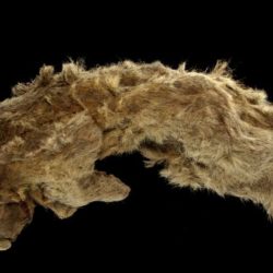 A frozen cave lion cub is 28,000 years old