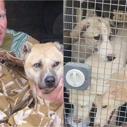 A former soldier arrives on a plane in the UK with dogs and cats taken from Afghanistan