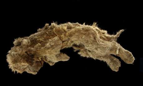 An incredibly well-preserved cave lion cub has been found in the frigid underground in Siberia (Reuters) / Valery Plotnikov