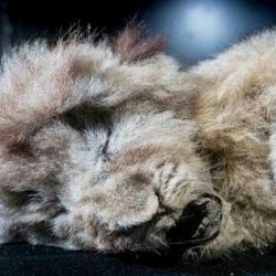 Cave lion cub found frozen 28,000 years old