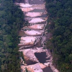 Contact with the forest threatens JBS and Marfrig in the UK