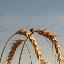 The UK approved the revised wheat field test