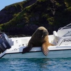 The walrus travels on boats across Europe;  research