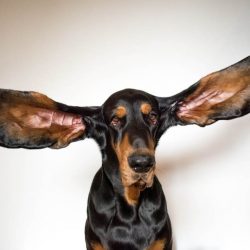 eared dog and animal scooter;  The most intriguing Guinness World Records 2022