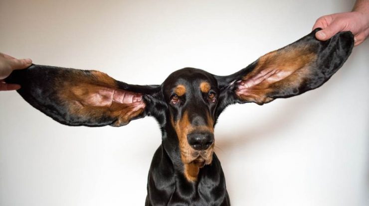 eared dog and animal scooter;  The most intriguing Guinness World Records 2022