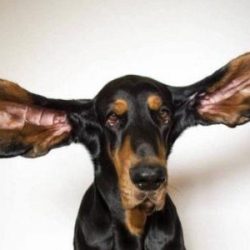 Guinness book reveals new records with the dog with the ear and the Mayan wave