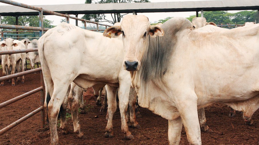 European supermarkets boycott Brazilian beef due to deforestation