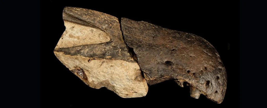 The picture shows a fossil "Non-standard serotonin"One of two dinosaurs discovered in the UK