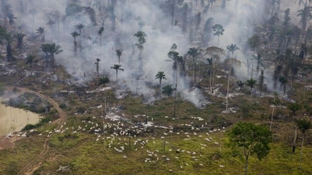 Burning forests and grazing cattle