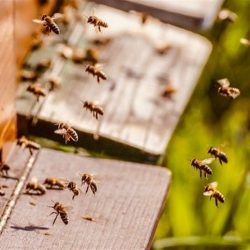 Hives will boost the value of UK agriculture