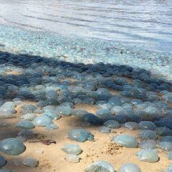 Jellyfish attack hits nuclear power plant in the UK, leading to an emergency shutdown