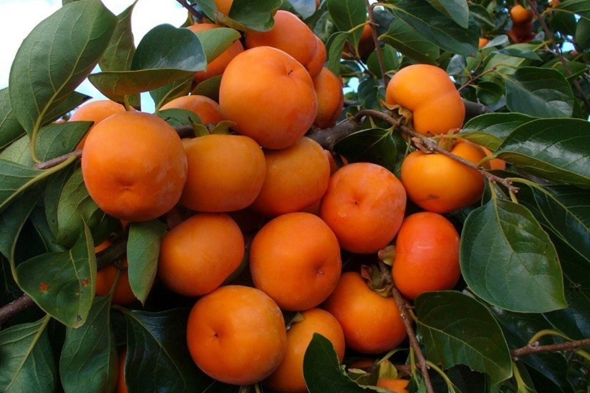 Persimmon - reproduction in canva