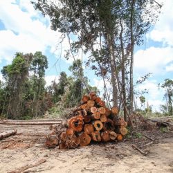 The British ambassador says COP26 is waiting for a plan to clear deforestation in Brazil