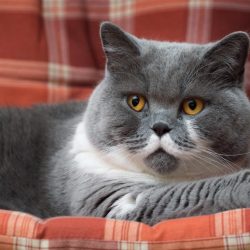 Why Are They Called the British Shorthair and What Traits These Cats Unique?