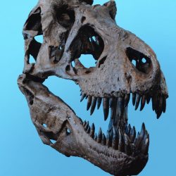 The “Lacy” dinosaur was discovered in England