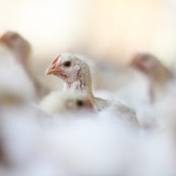 Bird flu continues to spread to birds in the UK and Europe