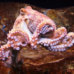 The United Kingdom concludes that octopus, squid, cutfish, crab, crab and crab are creatures that feel pain and suffering.