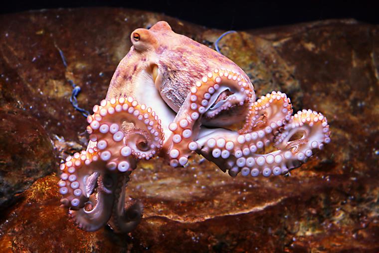 squid eating crab