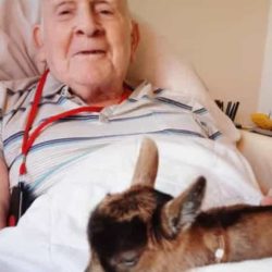 Pygmy goats bring joy to those living in a UK nursing home