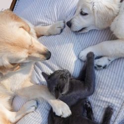 Dog and Cat Mental Health: Were You Concerned About It?  – animal life