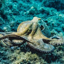 The United Kingdom declares that crabs, crabs and octopuses are on the alert