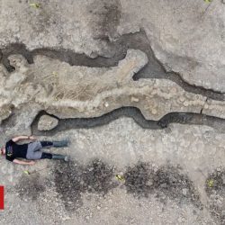 Image of a ‘giant sea dragon’ found in England