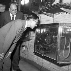 The prince and the mayor and the american fish that invaded japan