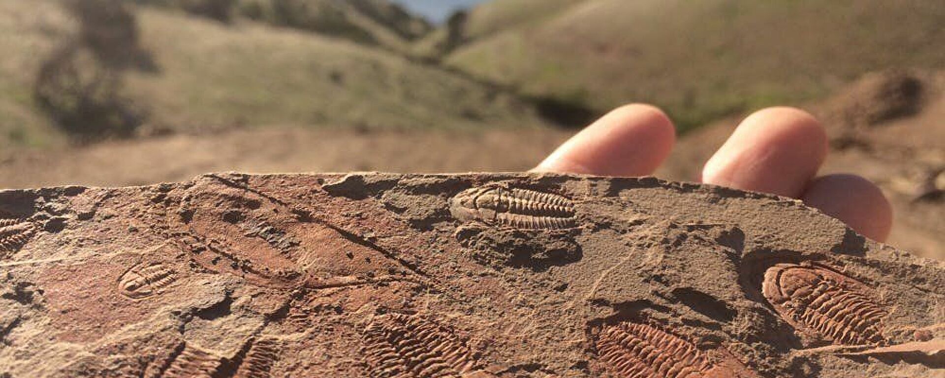 Trilobites in the Cambrian Stone - Sputnik Brasil, 1920, 11.02.2021