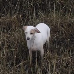 Rescue team uses sausage trapped in a drone to rescue a dog in a swamp in the UK