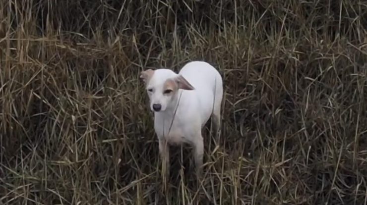 Rescue team uses sausage trapped in a drone to rescue a dog in a swamp in the UK