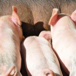 Pig and broiler production costs start in 2022 with a strong rise