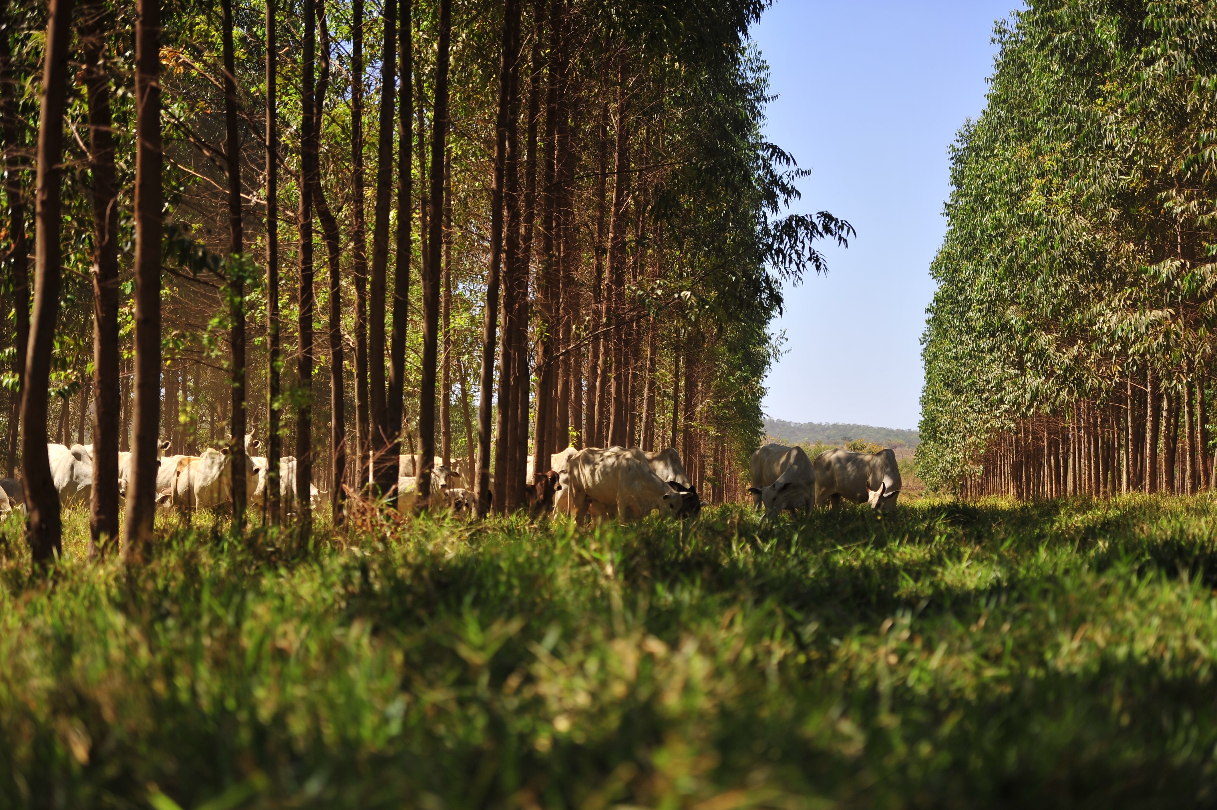 Integration-Crop-Cattle-Forest-ILPF-X-Cattle-Eucalyptus (Photo: Ernesto de Sousa / Ed. Globo)