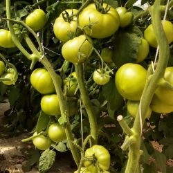 Purple tomatoes may finally reach the United States