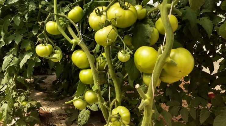 Purple tomatoes may finally reach the United States