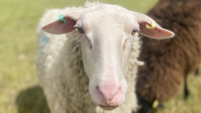 sheep looking at the camera