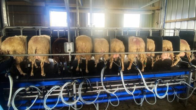 sheep sorting