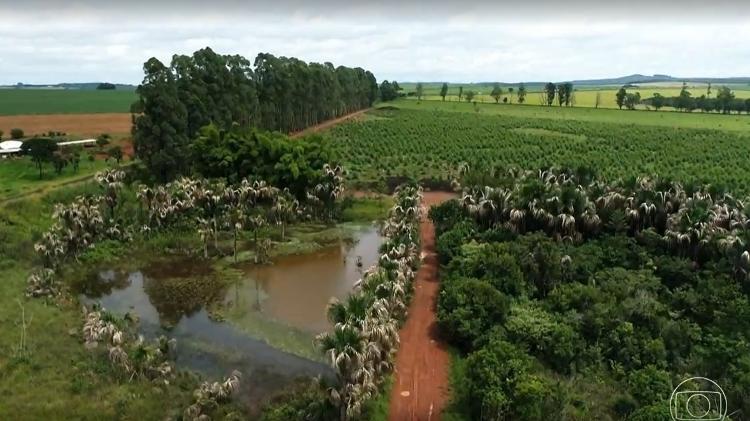 Jose Hamilton Ribeiro's farm - breeding / globe - breeding / globe