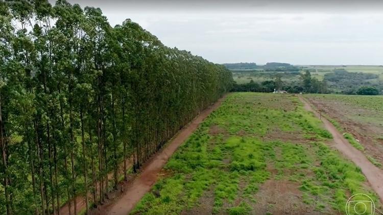 Jose Hamilton Ribeiro's farm - breeding / globe - breeding / globe