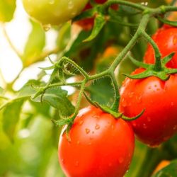 This salad variety is a powerful ally in the fight against cancer