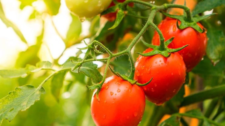 This salad variety is a powerful ally in the fight against cancer