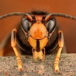 Asian bee-eating hornets cause concern in UK – News