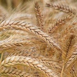 UK to test genetically modified barley