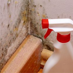 How to remove mold from white walls: 3 homemade solutions to get rid of them quickly