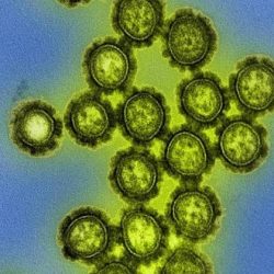 An American study revealed that the influenza virus attacks the heart, causes electrical faults and leaves scars