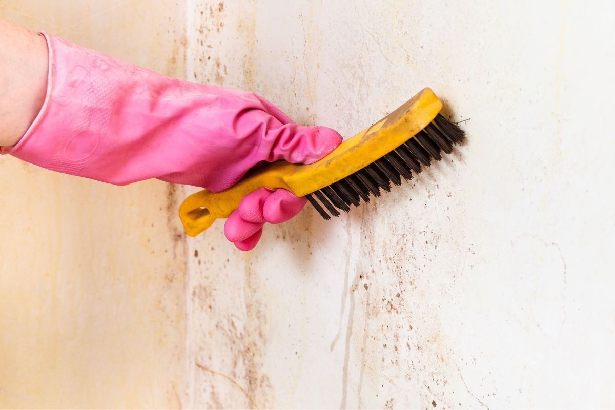 How to remove mold from white wall